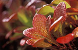 	Punastunut - Blushing Leaves	
