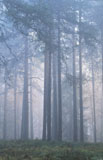 Usvametsä - Misty Forest