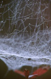 Riippuhämähäkki - Hanging Spider