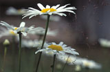Rakastaa, ei rakasta - She Loves Me, She Loves Me Not