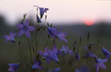 Harakankello - Campanula patula