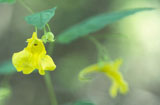 Lehtopalsami - Impatiens noli-tangere