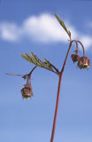 Ojakellukka - Geum rivale