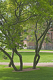Kirkkopuiston kiemurat - Curly Trees