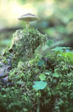 Satumetsän sieni - Mushroom of Enchanted Forest