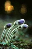 	Risteym� - Anemone patens x vernalis 	