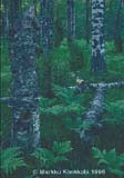 Pökkelökoivikko - Old Birches