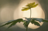 Keltavuokko - Anemone ranunculoides