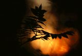 Yöpihlaja - Nocturnal Sorbus aucuparia
