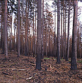 Mustakylkiset männyt - Pines in Black