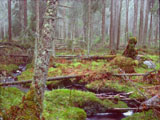 Aarnimetsä - Primeval Forest