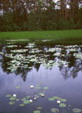 Näkin ruusut - Nymphaea alba