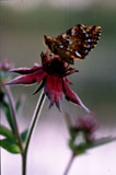 Suohopeatäplä kurjenjalalla - Boloria aquilonaris and Potentilla palustris