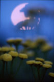 Pietaryrtti heinäkuulla - Tanacetum vulgare in moonlight