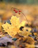 Saapui syys - Autumn Arrived