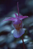 Neidonkenkä - Calypso bulbosa