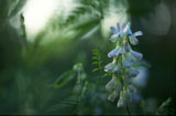 	Mets�virna -  Vicia sylvatica	