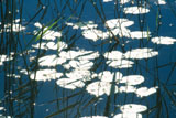 Ulpukan lehdet - Stars and Glitter
